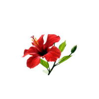 Capella Hibiscus
