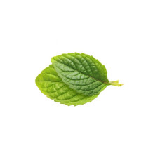 Capella Spearmint