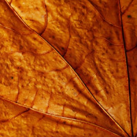 The Flavor Apprentice Bitter Nut Extra